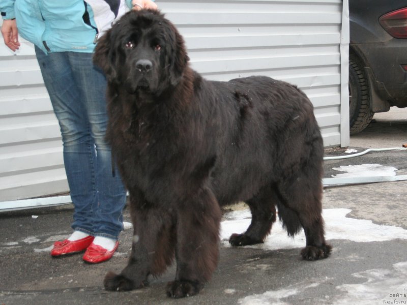 Фото: ньюфаундленд Питерньюф ИСК (Piternyuf ICQ)