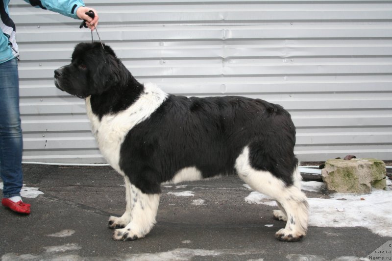 Фото: ньюфаундленд Питерньюф И Дид Ит Агаин (Piternyuf I Did It Again)