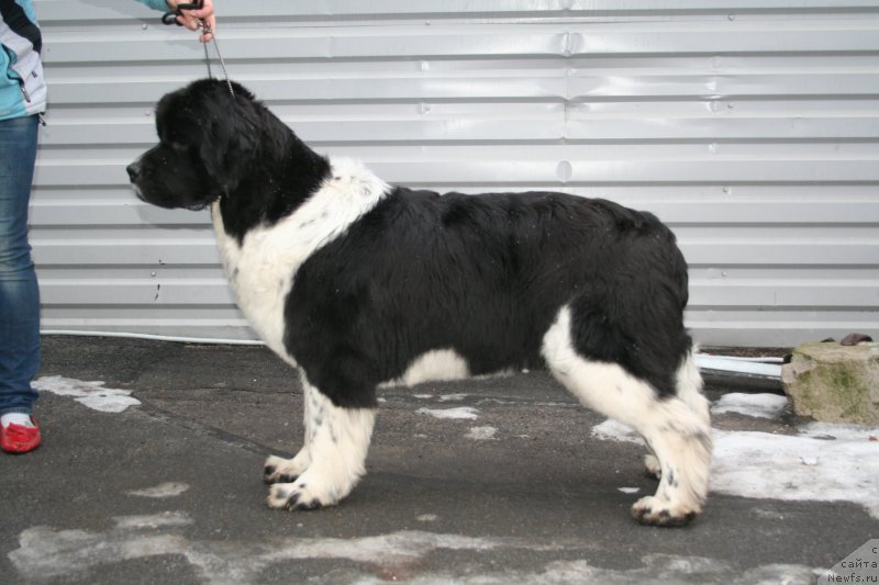 Фото: ньюфаундленд Питерньюф И Дид Ит Агаин (Piternyuf I Did It Again)