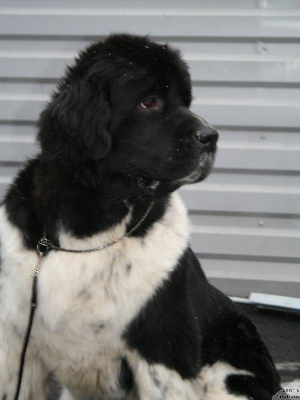 Фото: ньюфаундленд Питерньюф И Дид Ит Агаин (Piternyuf I Did It Again)