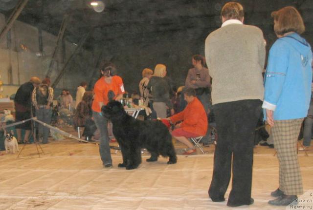 Фото: ньюфаундленд Евро Сюрпрайз от Сибирского Медведя (Euro Surprise ot Sibirskogo Medvedja)