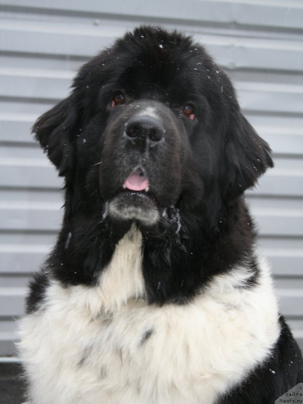 Фото: ньюфаундленд Питерньюф И Дид Ит Агаин (Piternyuf I Did It Again)