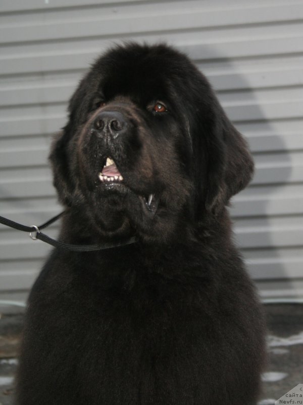 Фото: ньюфаундленд Питерньюф Монт Бланк (Piternyuf Mont Blanc)