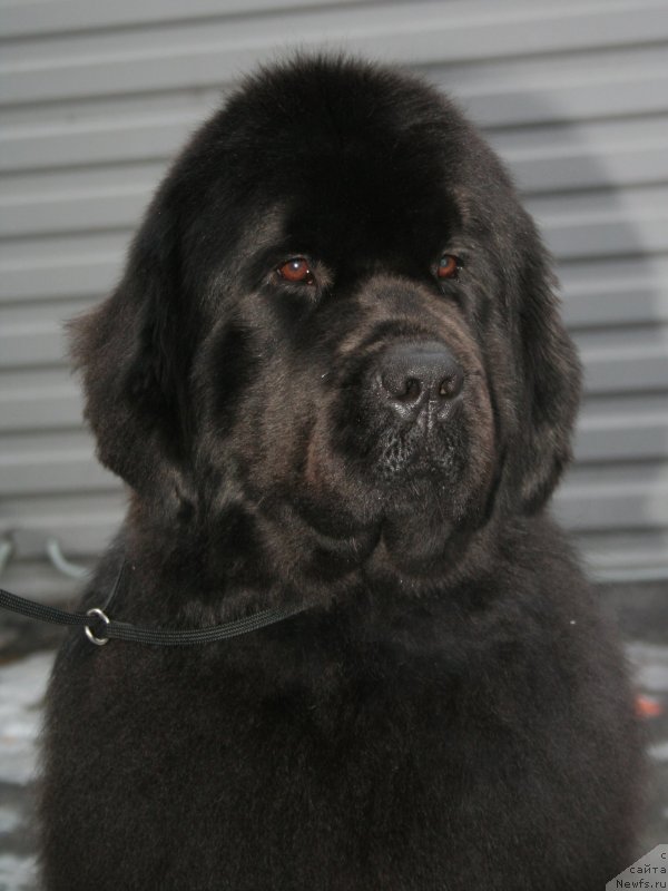 Фото: ньюфаундленд Питерньюф Монт Бланк (Piternyuf Mont Blanc)