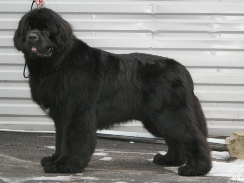 Фото: ньюфаундленд Питерньюф Монте Кристо (Piternyuf Monte Kristo)