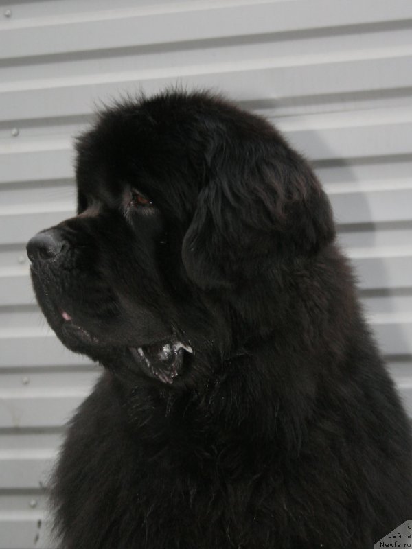 Фото: ньюфаундленд Питерньюф Монте Кристо (Piternyuf Monte Kristo)