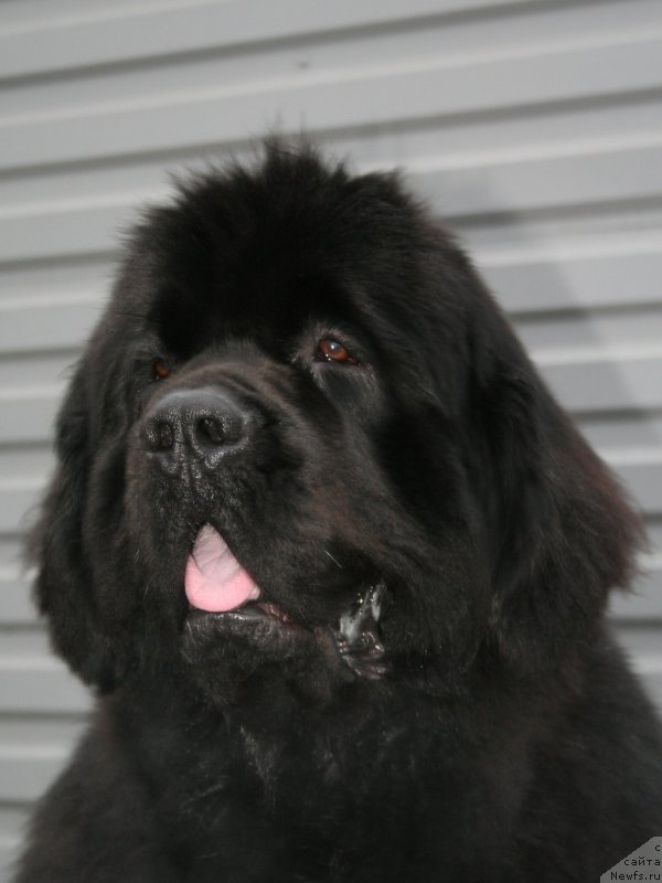 Фото: ньюфаундленд Питерньюф Монте Кристо (Piternyuf Monte Kristo)