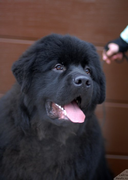 Фотография № 147535