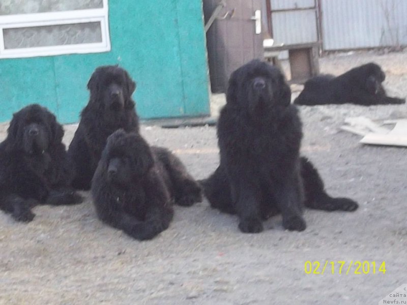 Фото: ньюфаундленд Вито Качо Ферл (Vito Kacho Ferl), ньюфаундленд Супер Премиум Линиэль Дайлиррин (Super Premium Liniel Daylirring), ньюфаундленд Супер Премиум Нао Дел Трато, ньюфаундленд Супер Премиум Немессис