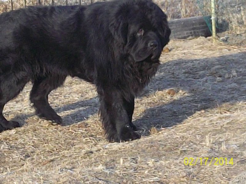 Фото: ньюфаундленд Супер Премиум Линиэль Дайлиррин (Super Premium Liniel Daylirring)