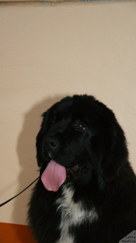 Фотография № 147545