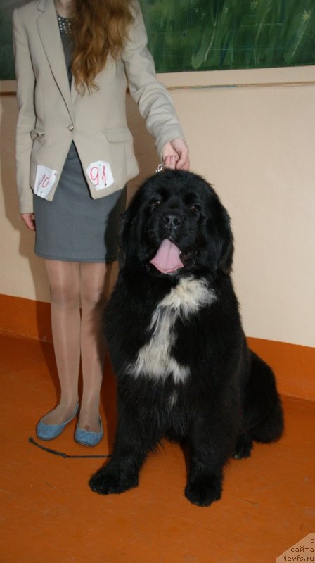 Фото: ньюфаундленд Сент Джонс Евразия, Валерия Михайловская