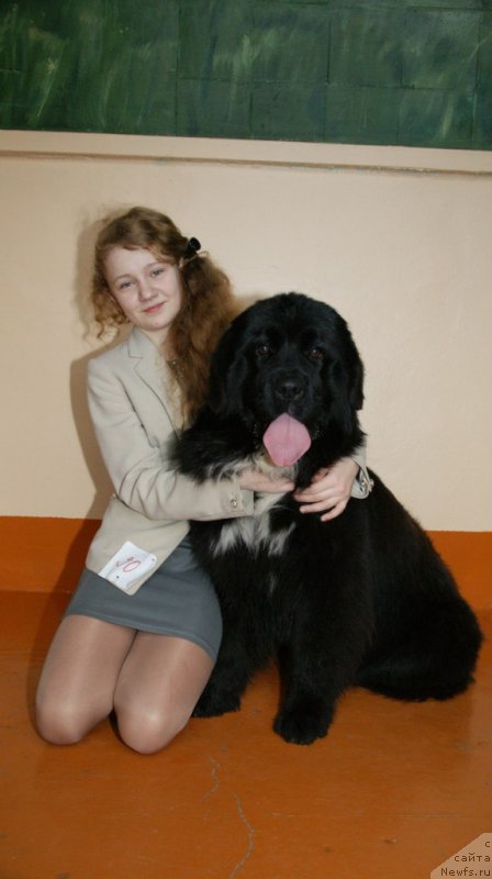 Фото: ньюфаундленд Сент Джонс Евразия, Валерия Михайловская