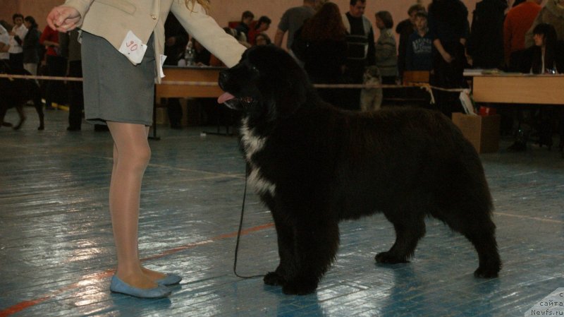 Фото: ньюфаундленд Сент Джонс Евразия