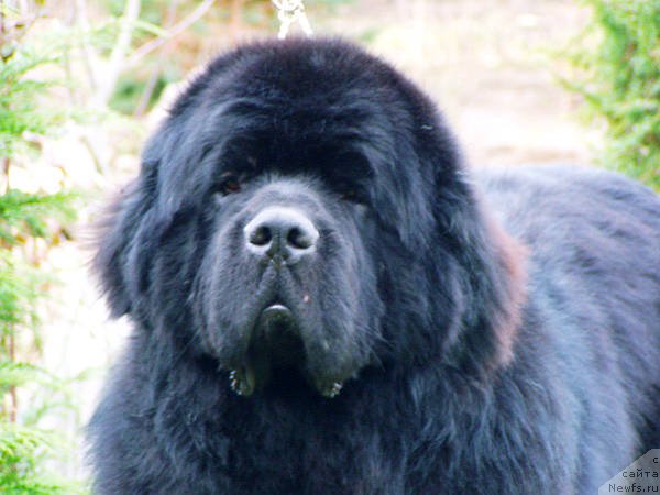 Фото: ньюфаундленд Midnight Lady's Scream at Mississippi-Missouri