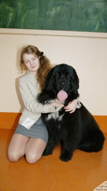 Фото: ньюфаундленд Сент Джонс Евразия