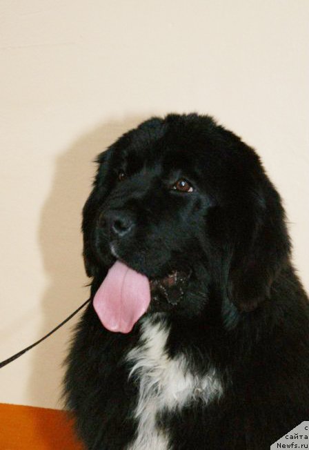 Фото: ньюфаундленд Сент Джонс Евразия