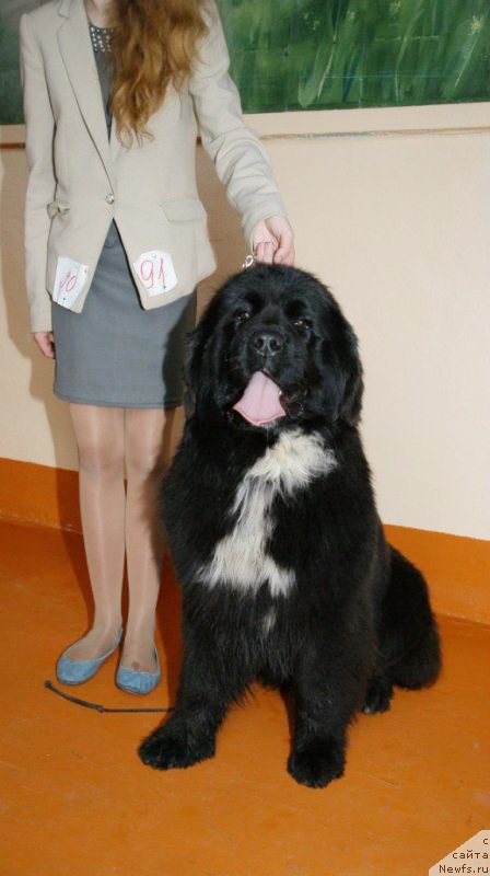 Фото: ньюфаундленд Сент Джонс Евразия