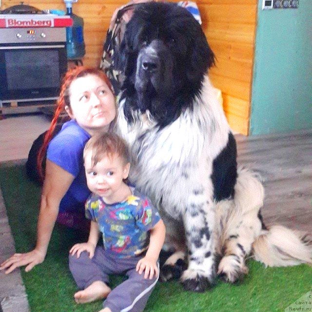 Фото: ньюфаундленд Супер Бизон Екатеринбург (Super Bizon Ekaterinburg), Ирина Нистратова, и Ромашка