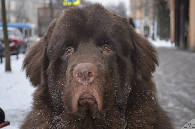 Фото: ньюфаундленд Символ Роскоши и Любви (Simvol Roskoshi I Lubvi)