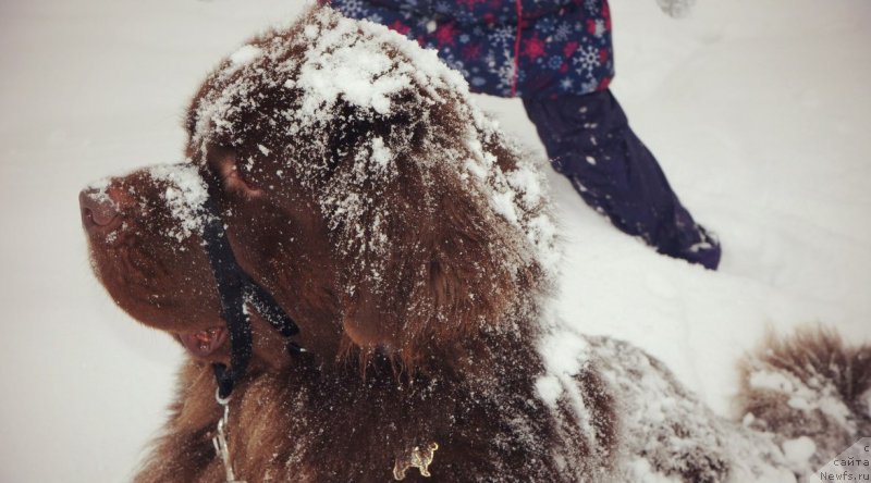 Фото: ньюфаундленд Хорунжий с Берега Дона (Horunzhy s Berega Dona)