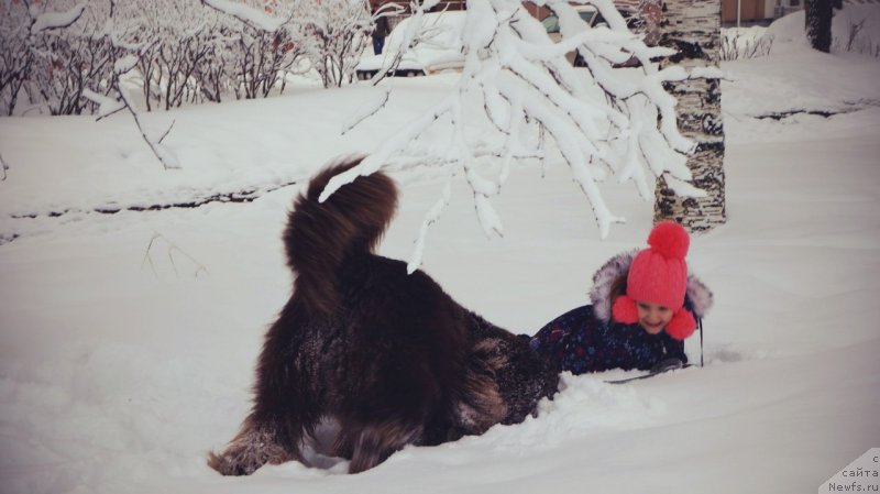 Фото: ньюфаундленд Хорунжий с Берега Дона (Horunzhy s Berega Dona)