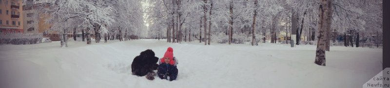 Фото: ньюфаундленд Хорунжий с Берега Дона (Horunzhy s Berega Dona)