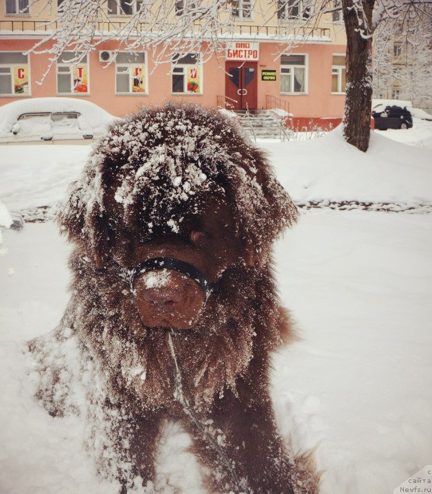 Фото: ньюфаундленд Хорунжий с Берега Дона (Horunzhy s Berega Dona)