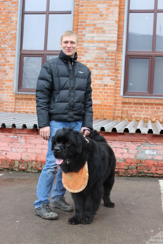 Фото: ньюфаундленд Чарльз Балу Блек Биар, папа - Алексей