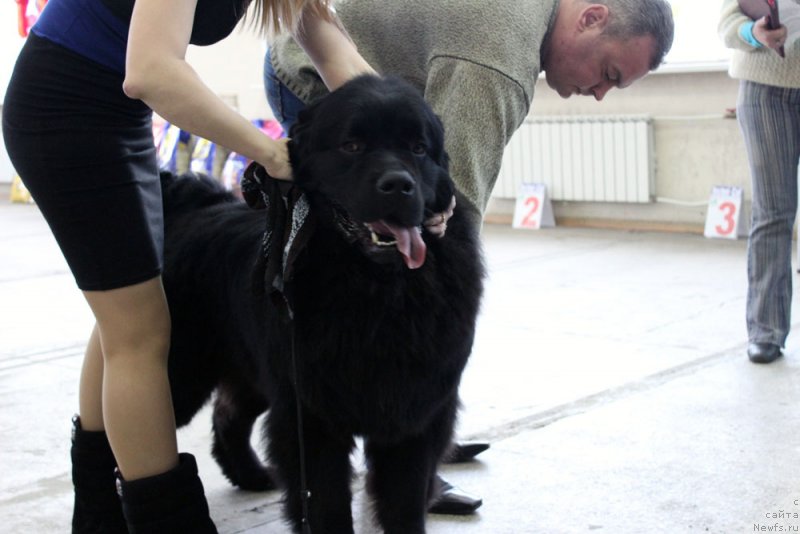 Фото: ньюфаундленд Чарльз Балу Блек Биар