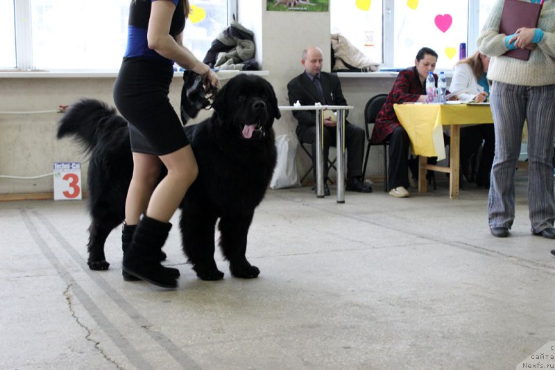 Фото: ньюфаундленд Чарльз Балу Блек Биар