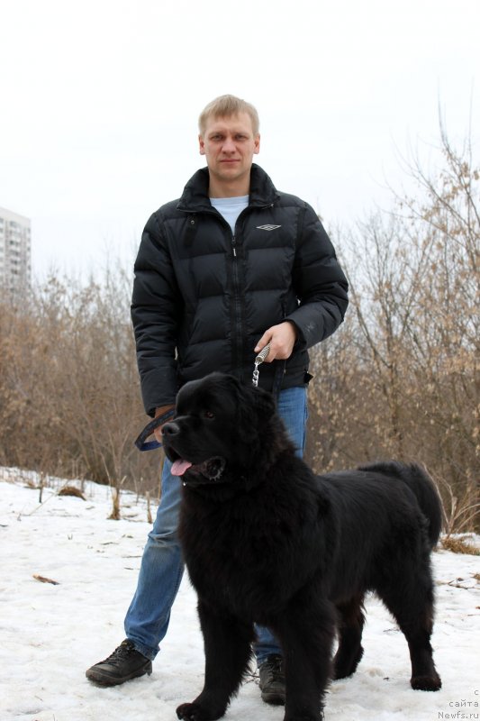 Фото: ньюфаундленд Чарльз Балу Блек Биар