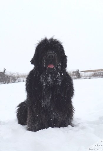 Фото: ньюфаундленд Фелиция