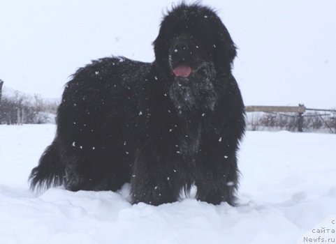 Фото: ньюфаундленд Фелиция