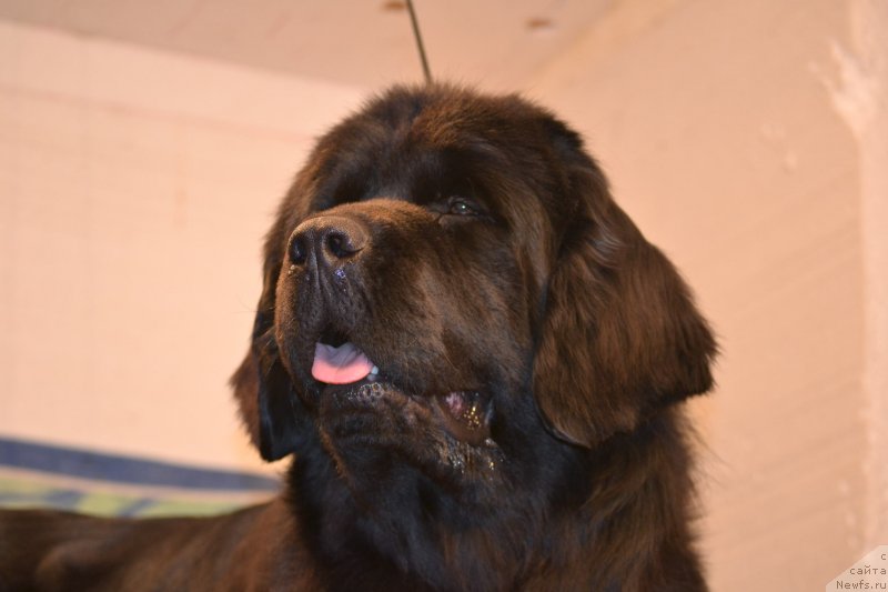 Фото: ньюфаундленд Скарлет О'Хара