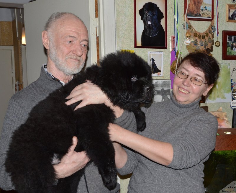 Фото: ньюфаундленд Смигар Удельный Князь Снегодар