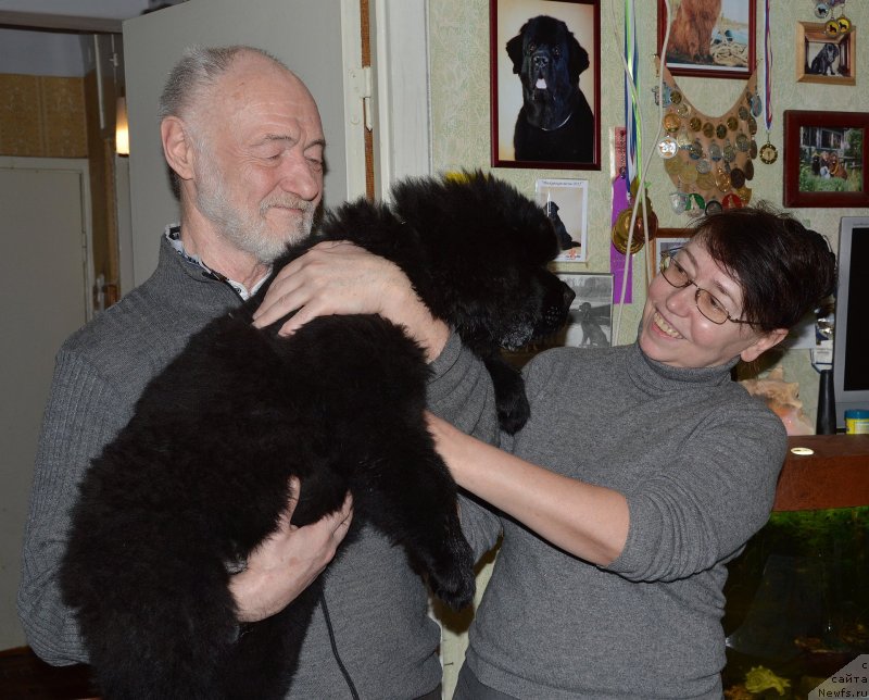 Фото: ньюфаундленд Смигар Удельный Князь Снегодар