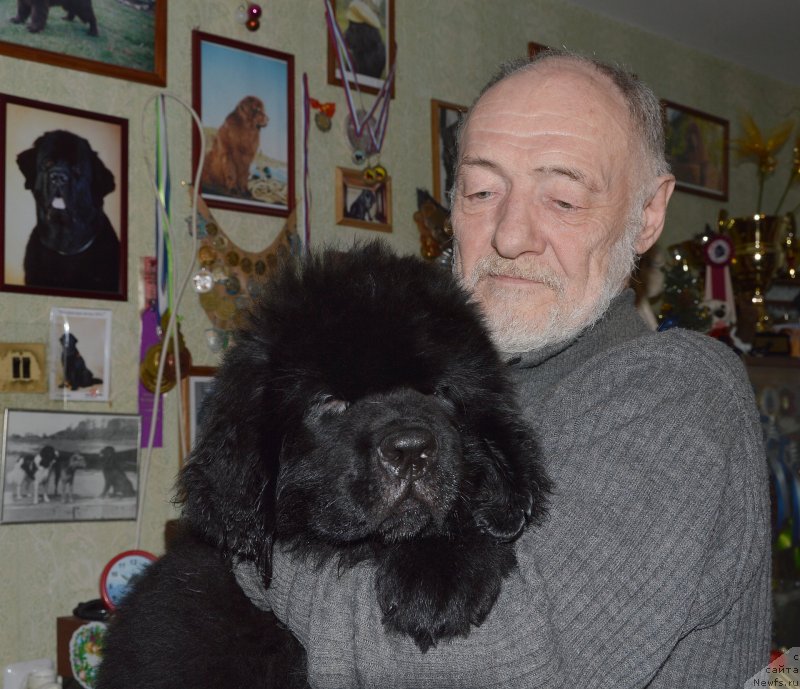 Фото: ньюфаундленд Смигар Удельный Князь Снегодар