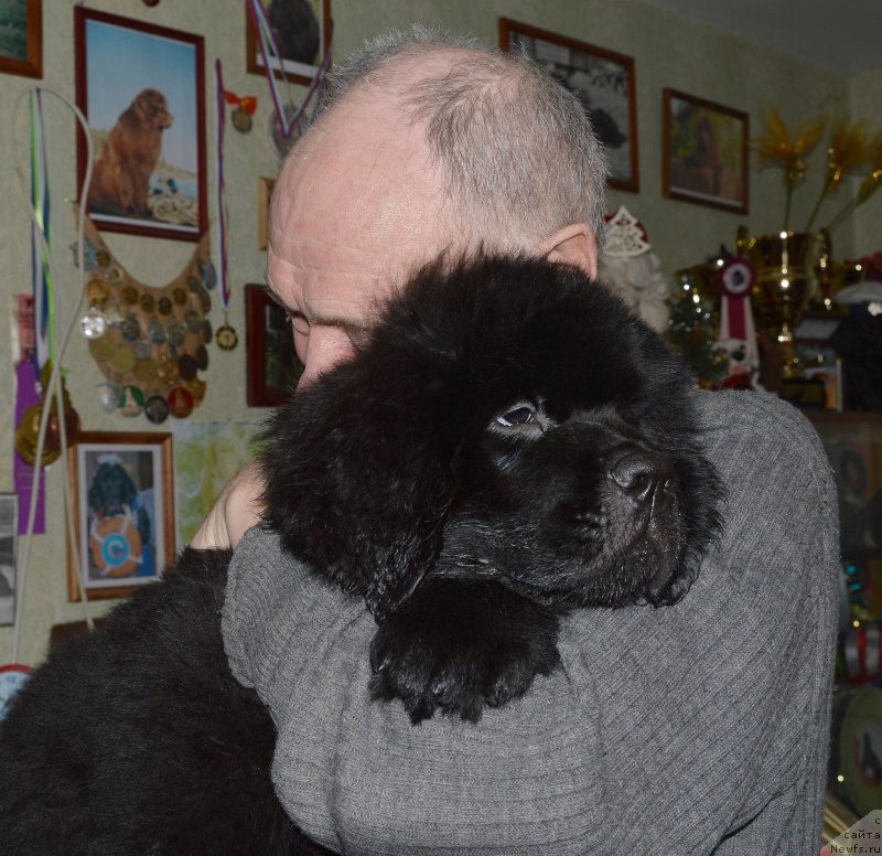 Фото: ньюфаундленд Смигар Удельный Князь Снегодар