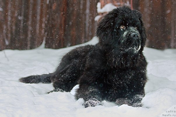 Фото: ньюфаундленд Цезарион Оливер Грей