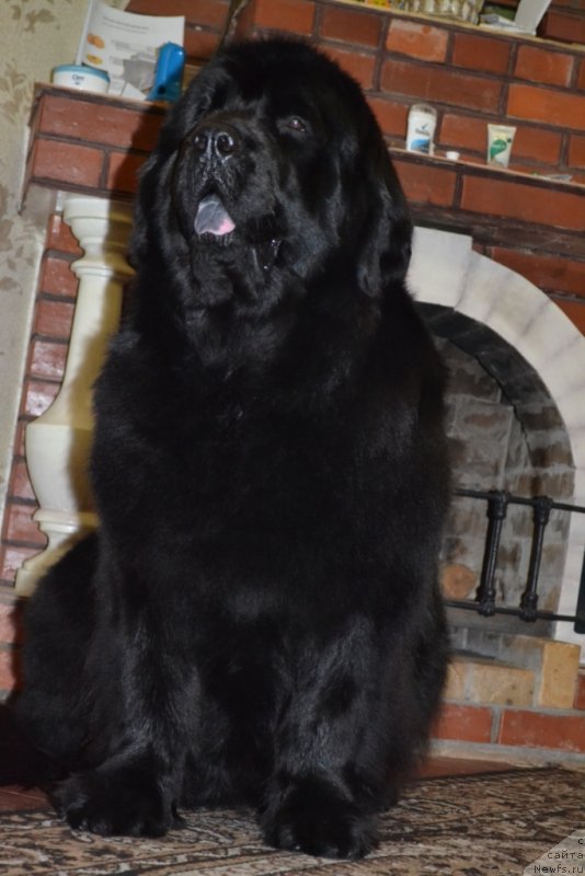 Фото: ньюфаундленд Калифорния Кара Дениз (Kaliforniya Kara Deniz)