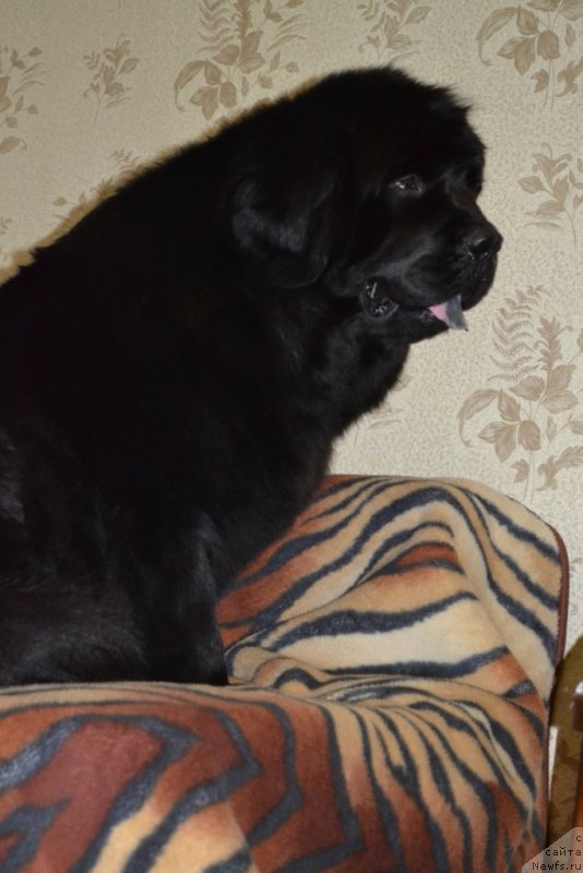 Фото: ньюфаундленд Калифорния Кара Дениз (Kaliforniya Kara Deniz)