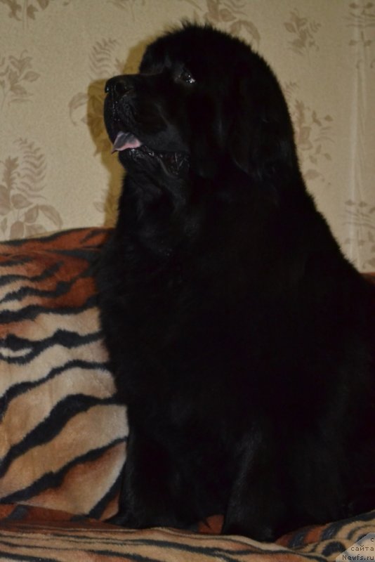 Фото: ньюфаундленд Калифорния Кара Дениз (Kaliforniya Kara Deniz)