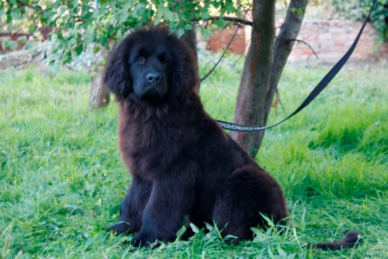 Фото: ньюфаундленд Tsaritsa Ekaterina Velikaya Kara Deniz