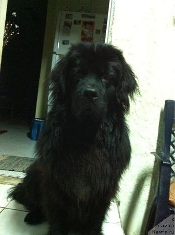 Фото: ньюфаундленд Кенвуд Кара Дениз (Kenvud Kara Deniz)