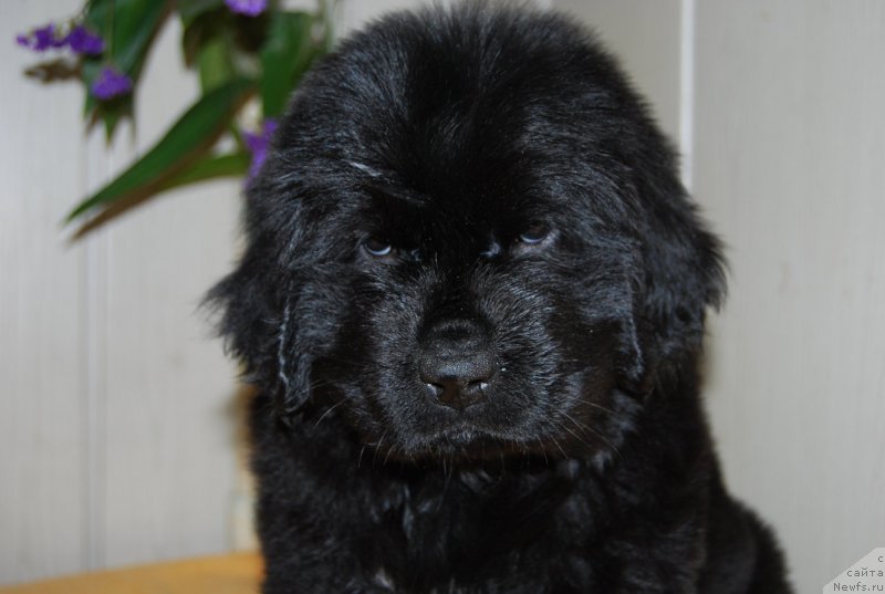 Фотография № 147669