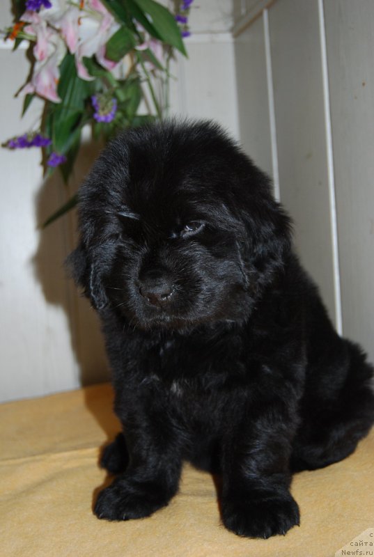 Фотография № 147672