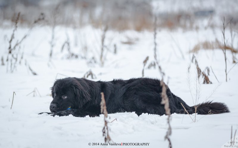 Фото: ньюфаундленд Черный Чанк с Берега Дона (Chernyj Chank s Berega Dona)