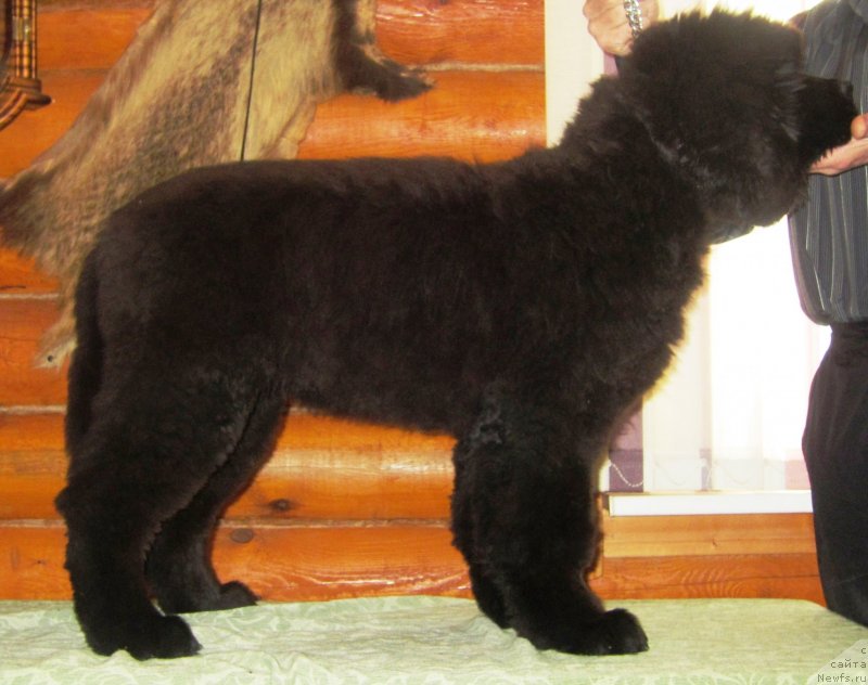 Фото: ньюфаундленд Эльбрус из Антаграда