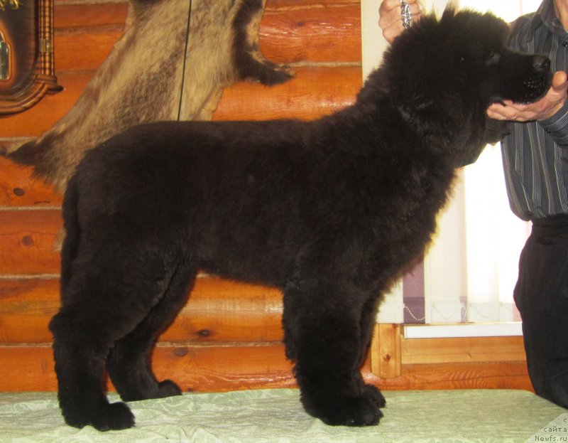 Фото: ньюфаундленд Эльбрус из Антаграда